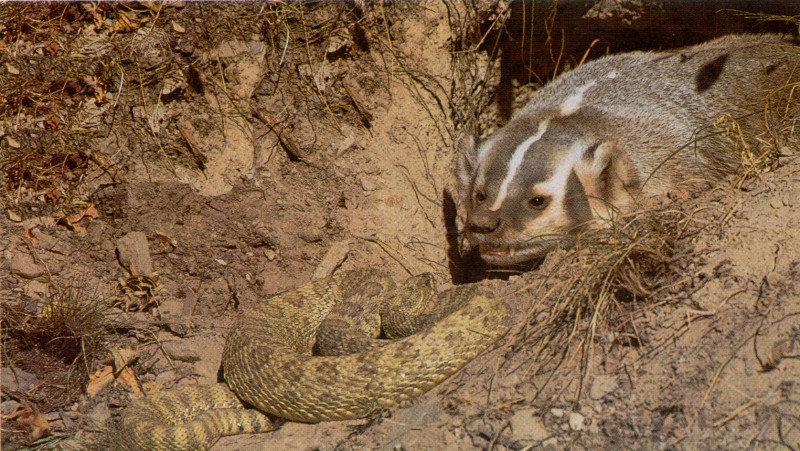 honey badger vs snake. Honey Badger: Craig Badger